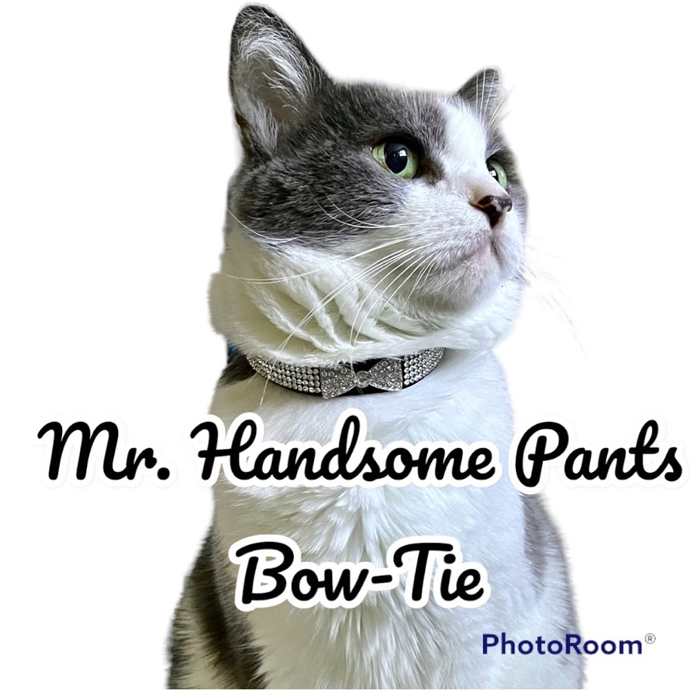 Mr. Handsome Pants Diamond Stud Bow-Tie Collar, S